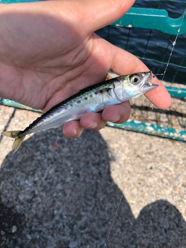 カタクチイワシの釣果