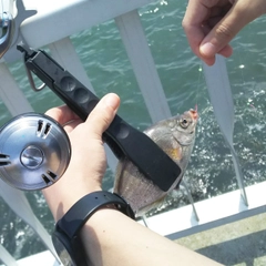 ウミタナゴの釣果