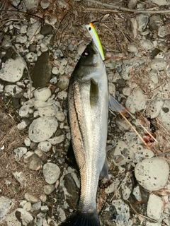 セッパ（マルスズキ）の釣果