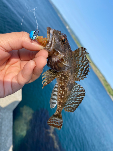 ガヤの釣果