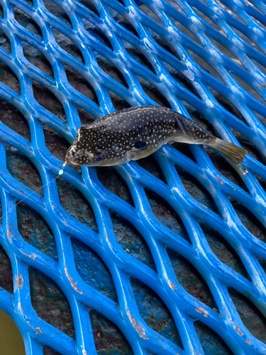 クサフグの釣果