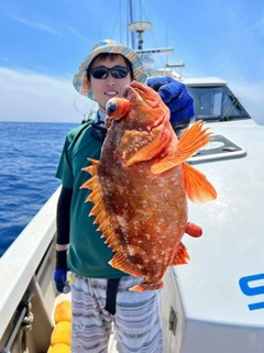 ウッカリカサゴの釣果