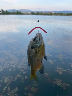 ブルーギルの釣果