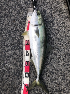 ハマチの釣果