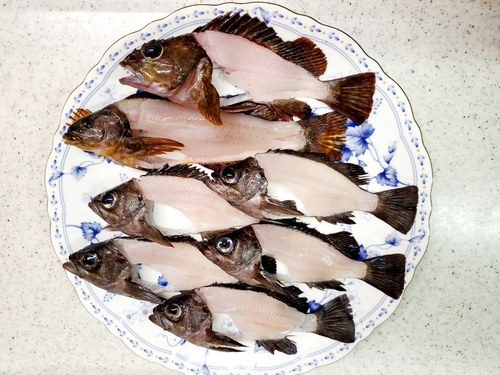 メバルの釣果