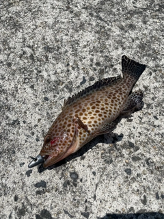 オオモンハタの釣果