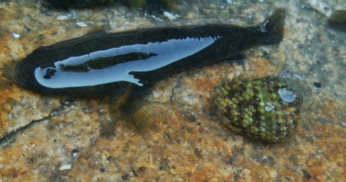 ハゼの釣果