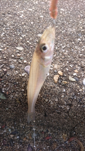 キスの釣果