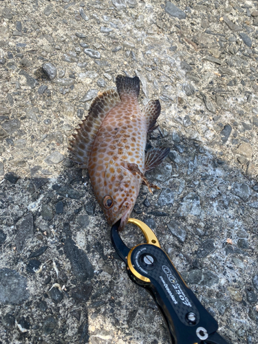 オオモンハタの釣果