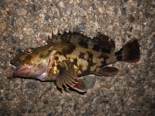 カサゴの釣果