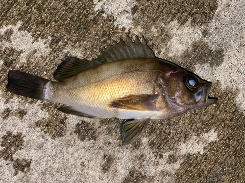 メバルの釣果