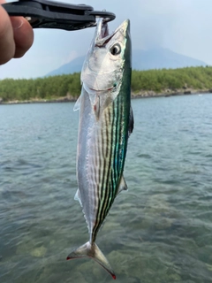 ハガツオの釣果