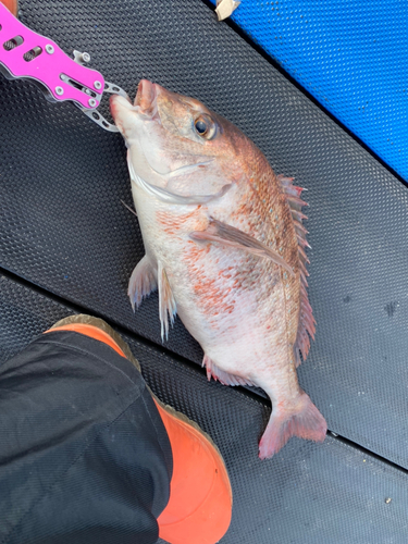 マダイの釣果