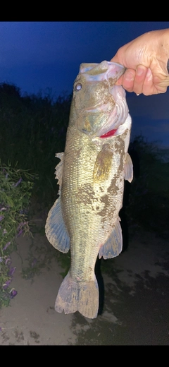 ラージマウスバスの釣果