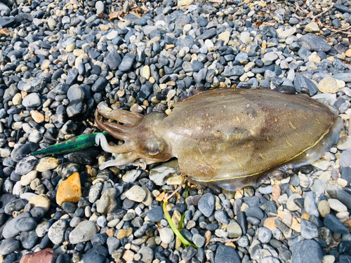 モンゴウイカの釣果