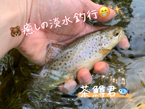 ブラウントラウトの釣果