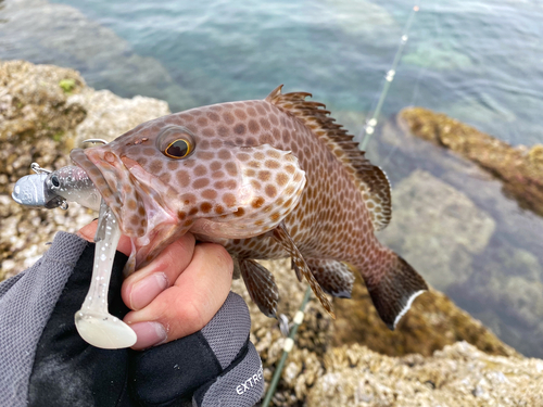 オオモンハタの釣果