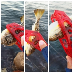 ショウサイフグの釣果