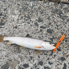 アメマスの釣果