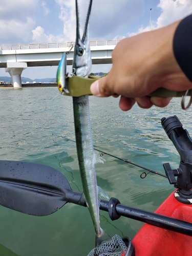 ダツの釣果