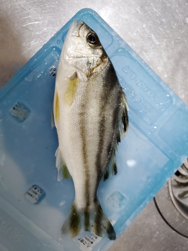 コトヒキの釣果