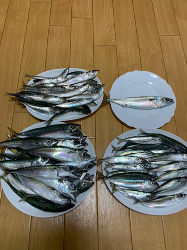 サバの釣果