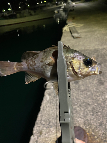 メバルの釣果