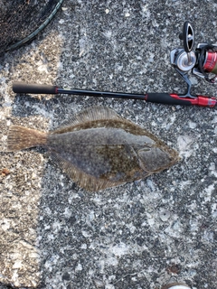 イシモチの釣果