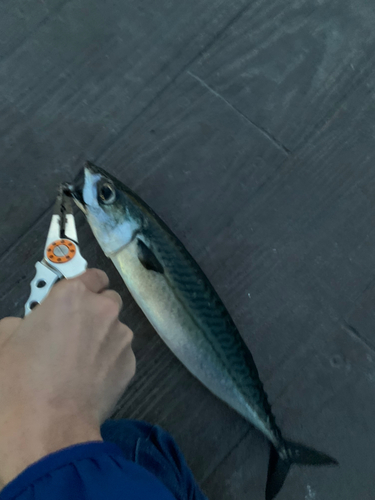 サバの釣果