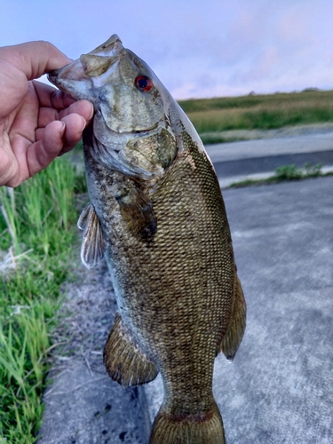 スモールマウスバスの釣果