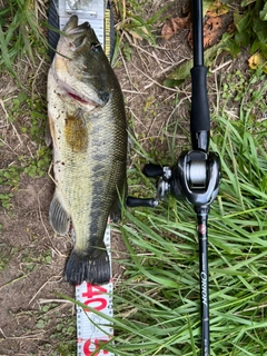 ラージマウスバスの釣果