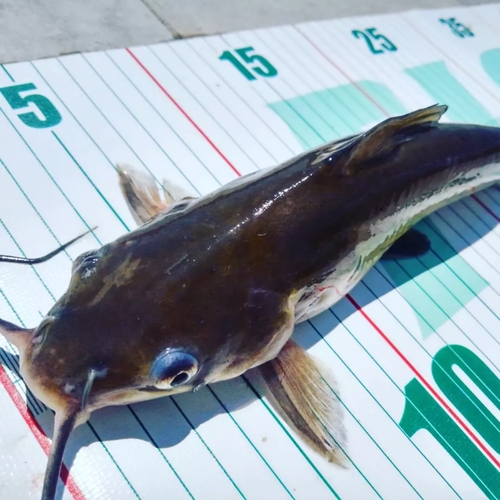 アメリカナマズの釣果