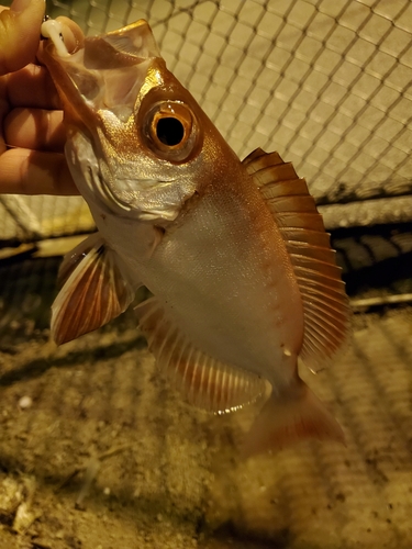 キントキダイの釣果