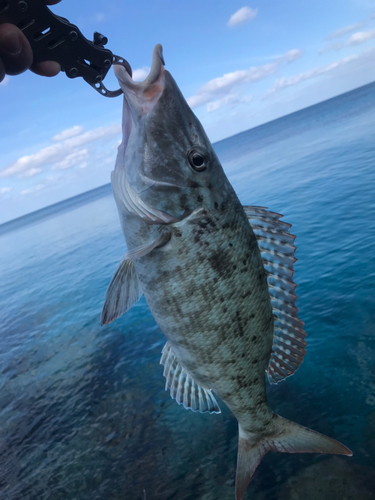 キツネフエフキの釣果