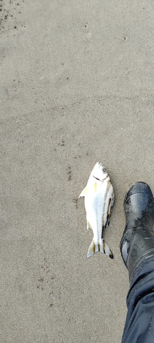 コトヒキの釣果