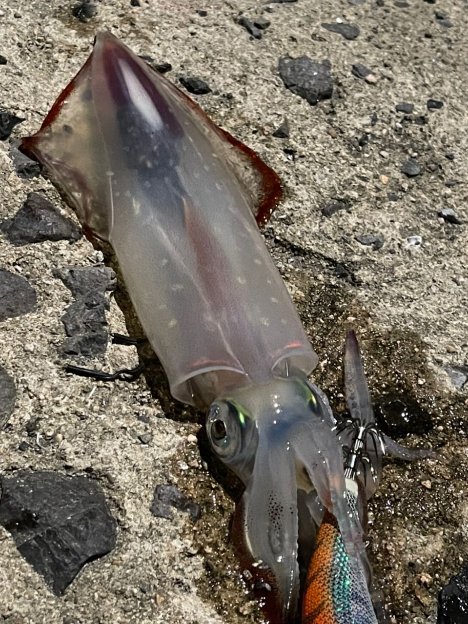 アカイカ