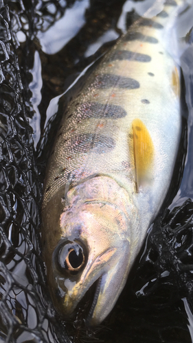 アマゴの釣果