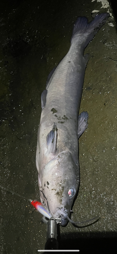 アメリカナマズの釣果