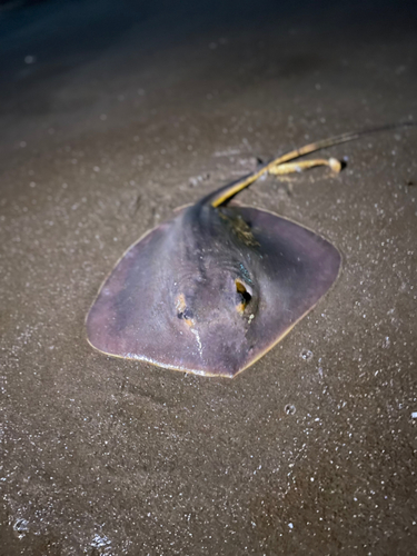 アカエイの釣果