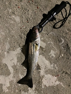 セイゴ（マルスズキ）の釣果