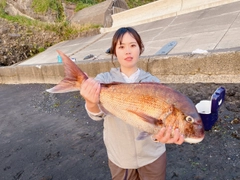 マダイの釣果