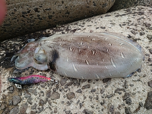 コウイカの釣果