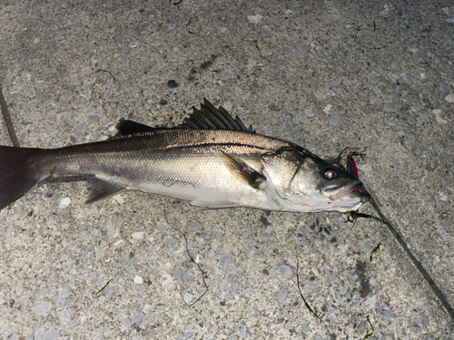 スズキの釣果