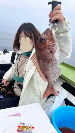 マダイの釣果