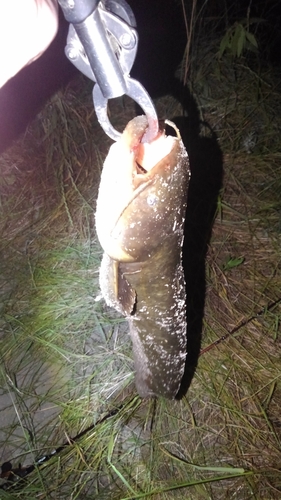 マナマズの釣果