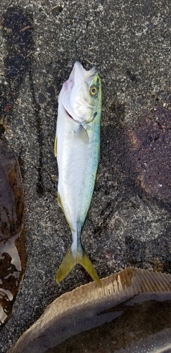 ワカシの釣果