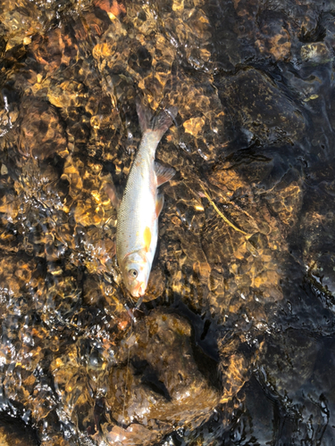 ウグイの釣果