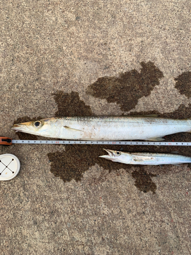 カマスの釣果