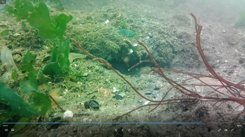 ハゼの釣果