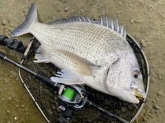 オキナワキチヌの釣果